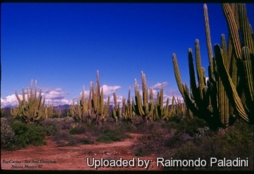 27082 RapCactus Raimondo Paladini