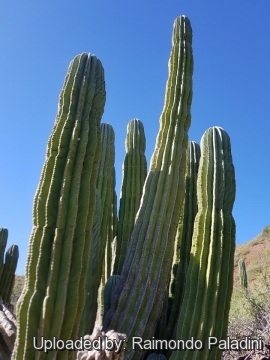 30152 RapCactus Raimondo Paladini