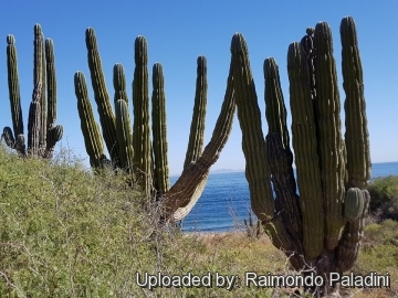 30155 RapCactus Raimondo Paladini