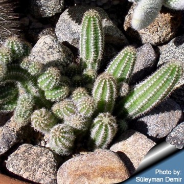 1052 cactus-art Cactus Art