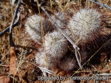 29973 RapCactus Raimondo Paladini