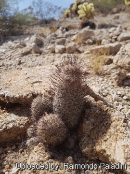 29954 RapCactus Raimondo Paladini