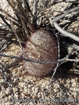 29955 RapCactus Raimondo Paladini