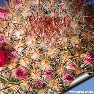 9809 cactus-art Cactus Art