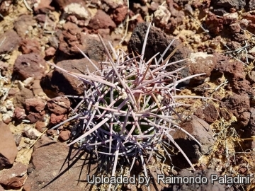 30114 RapCactus Raimondo Paladini