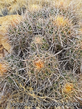 30007 RapCactus Raimondo Paladini