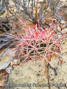 30004 RapCactus Raimondo Paladini