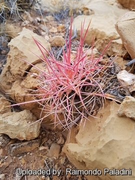 30008 RapCactus Raimondo Paladini