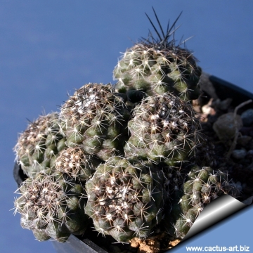 14707 cactus-art Cactus Art