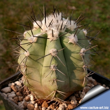 7997 cactus-art Cactus Art