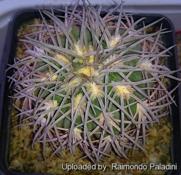 27139 RapCactus Raimondo Paladini