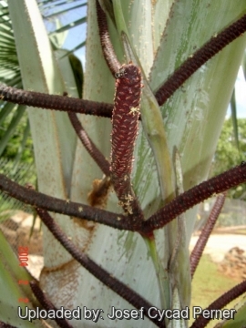 25011 josef Josef Cycad Perner 