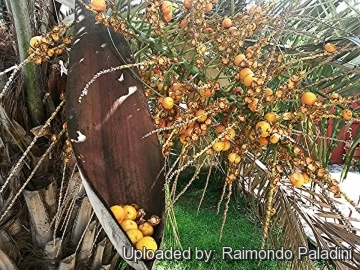 27100 RapCactus Raimondo Paladini