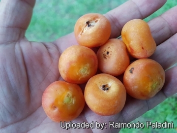 30162 RapCactus Raimondo Paladini