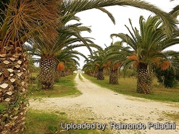 27112 RapCactus Raimondo Paladini