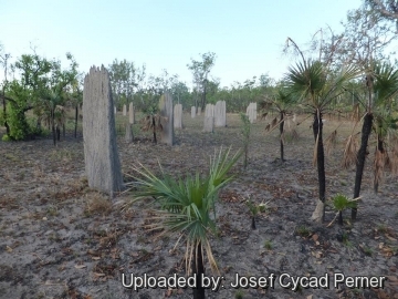 20108 josef Josef Cycad Perner 