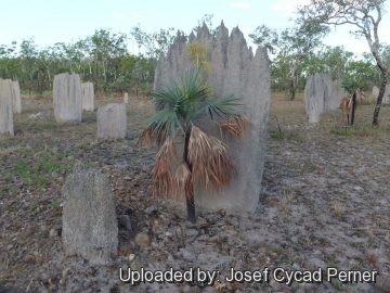 20109 josef Josef Cycad Perner 