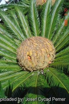 24897 josef Josef Cycad Perner 