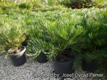 21860 josef Josef Cycad Perner 