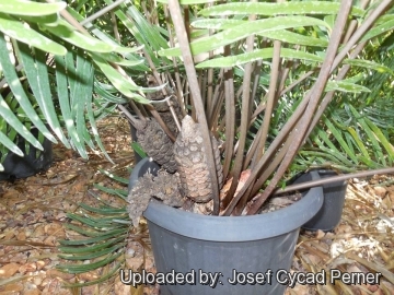 21892 josef Josef Cycad Perner 