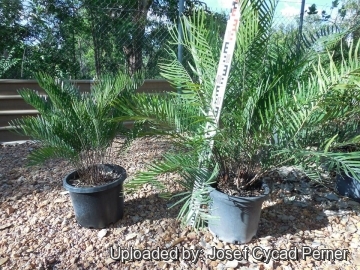 21894 josef Josef Cycad Perner 