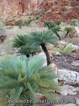 21744 josef Josef Cycad Perner 