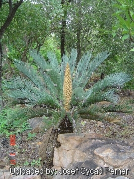 24789 josef Josef Cycad Perner 