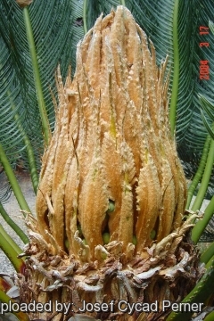 24890 josef Josef Cycad Perner 