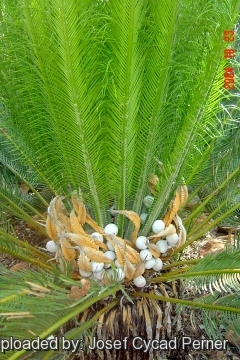 24892 josef Josef Cycad Perner 