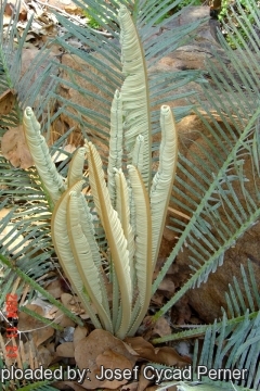 24917 josef Josef Cycad Perner 