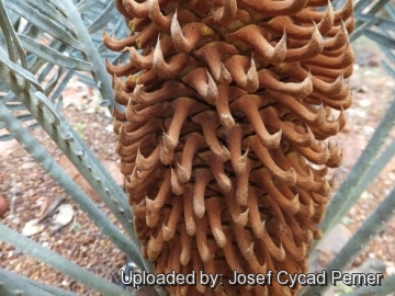 24919 josef Josef Cycad Perner 