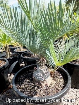 24921 josef Josef Cycad Perner 