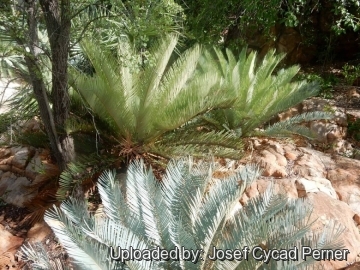 22438 josef Josef Cycad Perner 