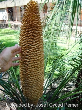 25485 josef Josef Cycad Perner 