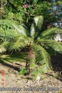 25487 josef Josef Cycad Perner 