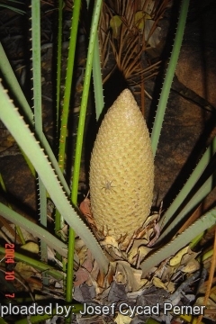 24754 josef Josef Cycad Perner 