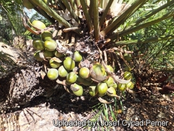 25246 josef Josef Cycad Perner 