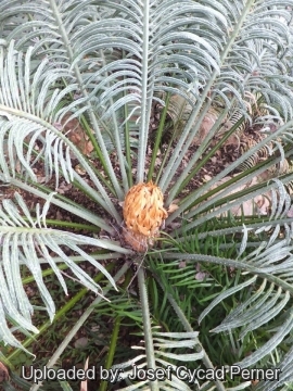 25279 josef Josef Cycad Perner 