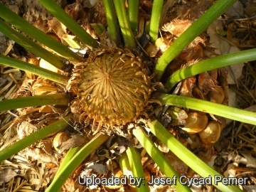 24853 josef Josef Cycad Perner 