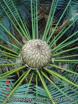 24856 josef Josef Cycad Perner 