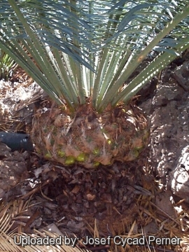 24862 josef Josef Cycad Perner 