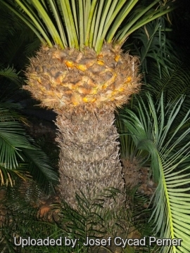 25240 josef Josef Cycad Perner 