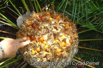 24881 josef Josef Cycad Perner 