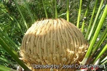 24884 josef Josef Cycad Perner 