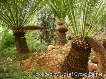 25266 josef Josef Cycad Perner 