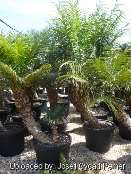 22517 josef Josef Cycad Perner 