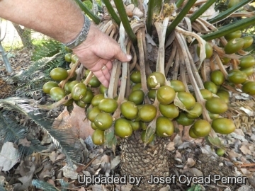 25247 josef Josef Cycad Perner 