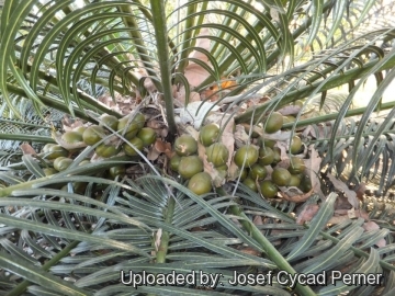 25248 josef Josef Cycad Perner 