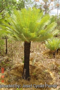 25347 josef Josef Cycad Perner 