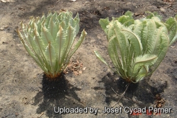 25368 josef Josef Cycad Perner 